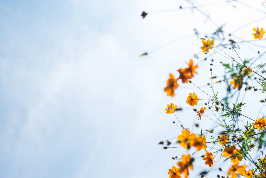 Small yellow flowers against a blue sky
